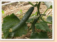 野菜(きゅうり)