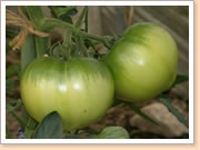 野菜(トマト)